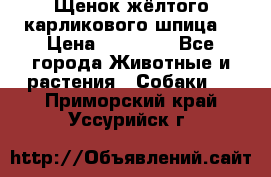 Щенок жёлтого карликового шпица  › Цена ­ 50 000 - Все города Животные и растения » Собаки   . Приморский край,Уссурийск г.